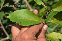 Combretum albidum var. albidum